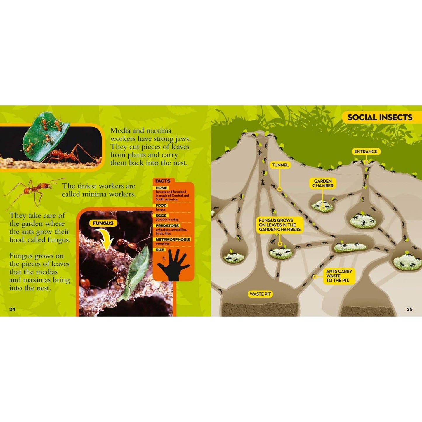 National Geographic Little Kids First Big Book of Bugs - MakoStars Online Store