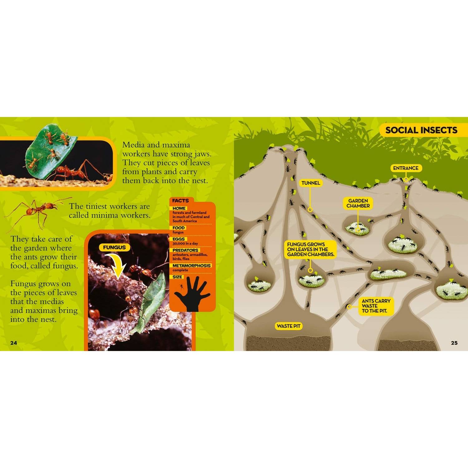 National Geographic Little Kids First Big Book of Bugs - MakoStars Online Store