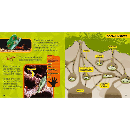 National Geographic Little Kids First Big Book of Bugs - MakoStars Online Store